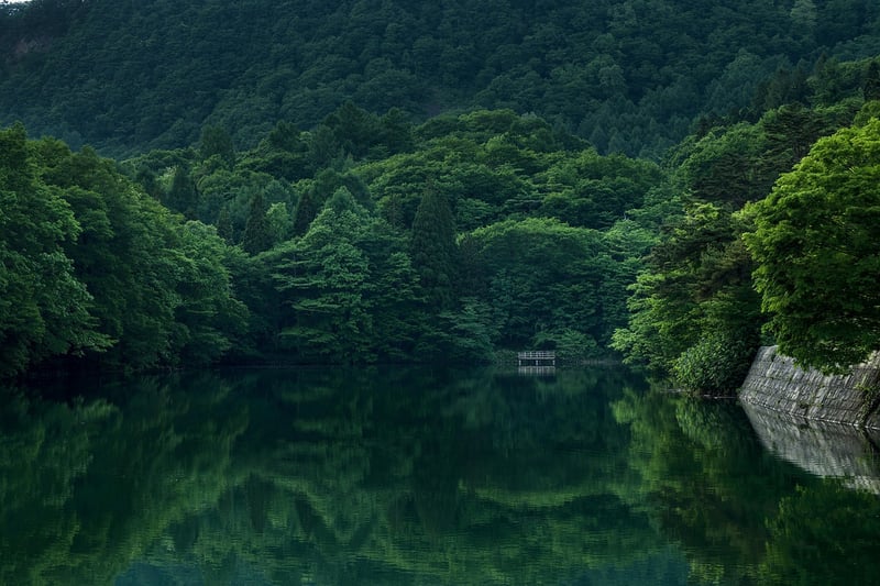 Mountain Forest